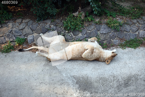 Image of Lioness having the rest