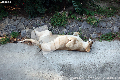 Image of Lioness having the rest