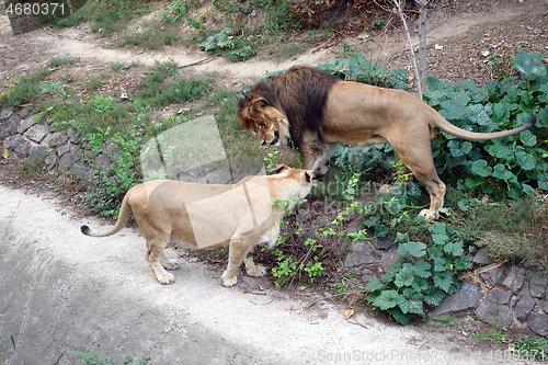 Image of Lion and lioness look at each other