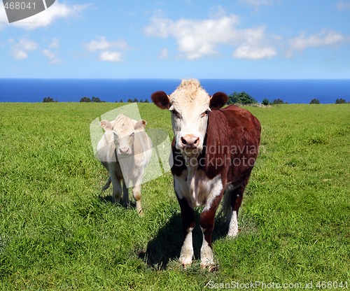 Image of Cows on green grass