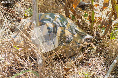 Image of Nikolski\'s Mediterranean land turtle in natural habitat