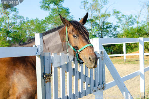 Image of Horse stuck its head out of the paddock, warm sunny day