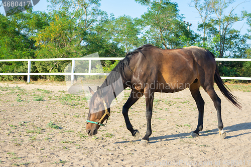 Image of Lonely Horse walks in the paddock, sunny day