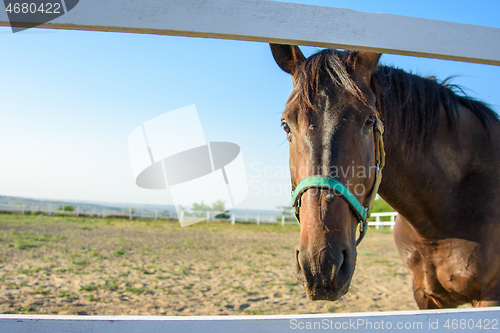 Image of The horse\'s muzzle close-up, the horse alone walks along the paddock