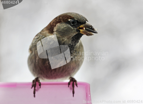 Image of House Sparrow with Sunflower Seed