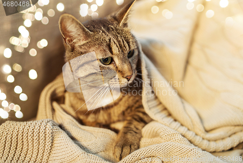 Image of tabby cat lying on blanket at home in winter