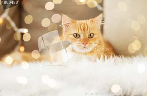 Image of red tabby cat on sofa with sheepskin at home