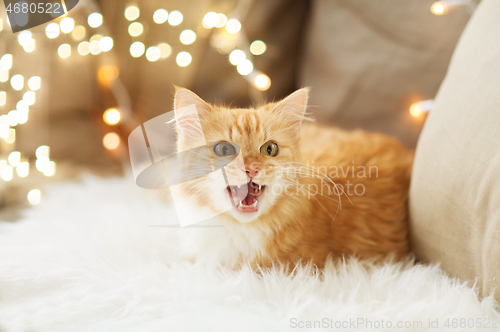 Image of red tabby cat mewing on sofa and sheepskin at home