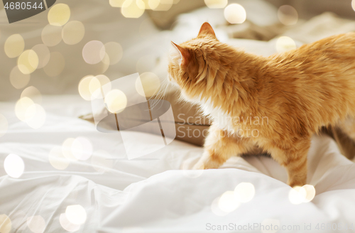 Image of red tabby cat at home in bed