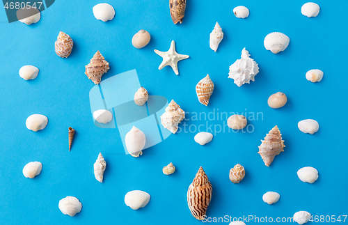 Image of different sea shells on blue background