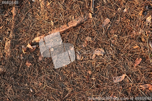 Image of Acorn on the ground