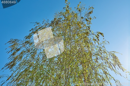 Image of Spring Green Leaves