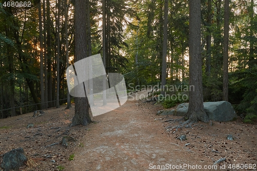 Image of Forest hiking path