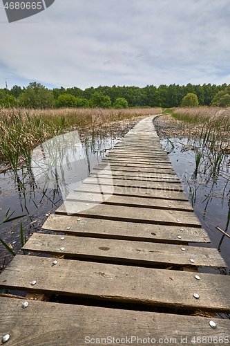 Image of Swamp walking path