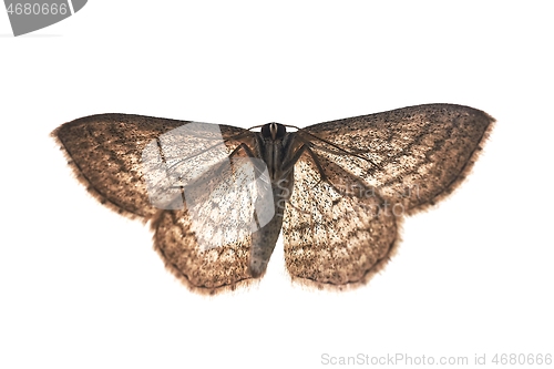 Image of Moth with white background