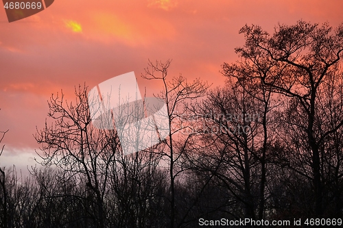 Image of Bare trees silhouettes