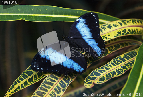 Image of Blue morpho butterfly sitting on a green leaf