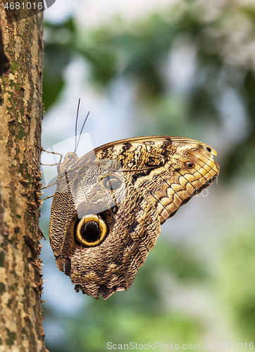 Image of Caligo Eurilochus butterfly on a tree trunk