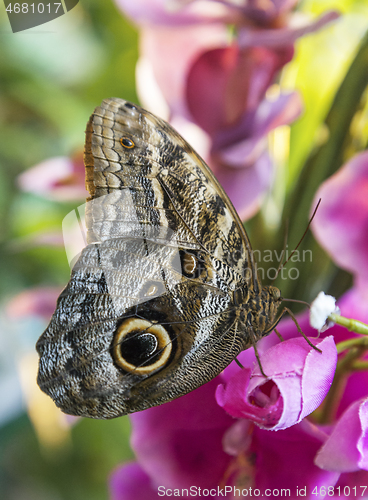 Image of Caligo Eurilochus butterfly on a flower