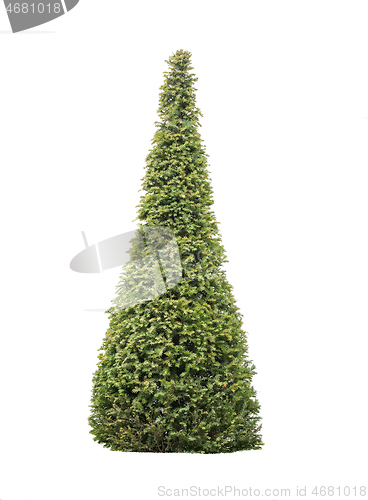 Image of Cypress tree, isolated