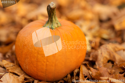 Image of pumpkin on foliage at autumn park