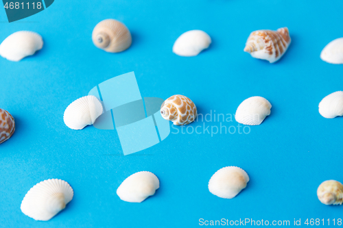 Image of different sea shells on blue background