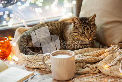 Image of tabby cat lying on window sill with book at home