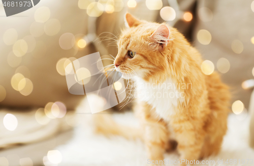 Image of red tabby cat on sofa with sheepskin at home