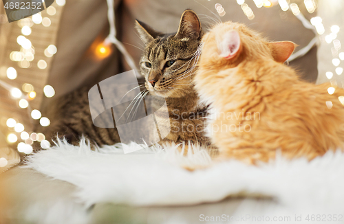 Image of two cats lying on sofa with sheepskin at home