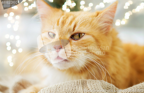 Image of red tabby cat lying on blanket at home in winter