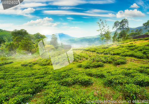 Image of Tea fields of Nuwara Eliya