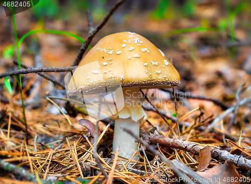 Image of Yellow poisonous mushroom