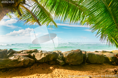 Image of Ocean and palm trees