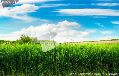 Image of Field of green reeds