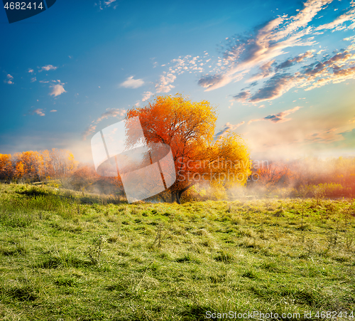 Image of Tree and autumn field 