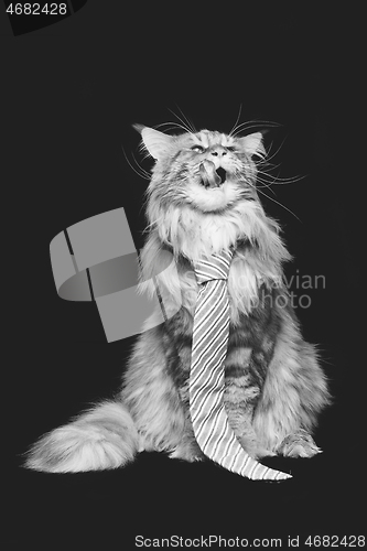 Image of Beautiful maine coon cat with man tie