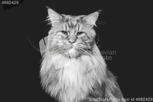 Image of Beautiful maine coon cat