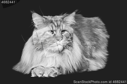 Image of Beautiful maine coon cat