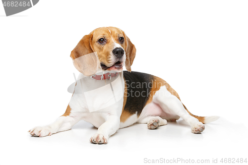 Image of beautiful beagle dog isolated on white