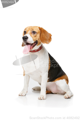 Image of beautiful beagle dog isolated on white