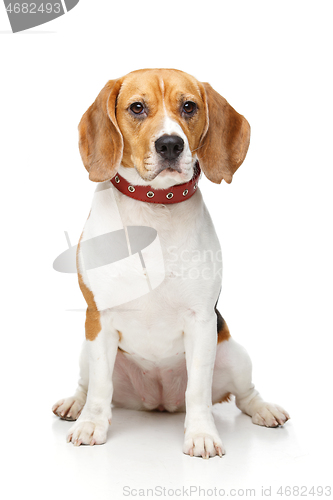 Image of beautiful beagle dog isolated on white