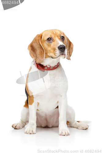 Image of beautiful beagle dog isolated on white