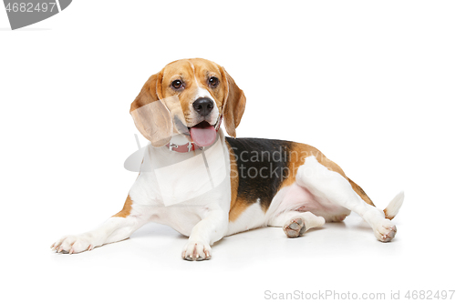 Image of beautiful beagle dog isolated on white