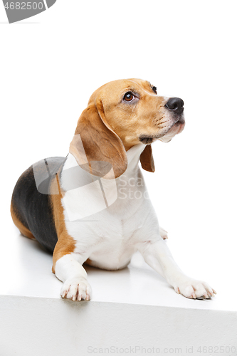 Image of beautiful beagle dog isolated on white