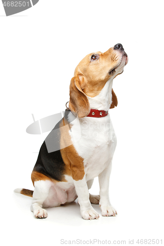 Image of beautiful beagle dog isolated on white