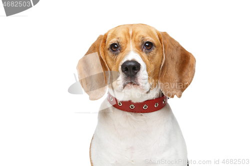 Image of beautiful beagle dog isolated on white