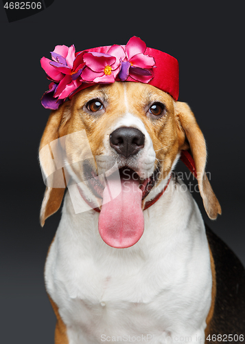 Image of beautiful beagle dog in pink hat