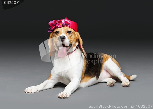 Image of beautiful beagle dog in pink hat