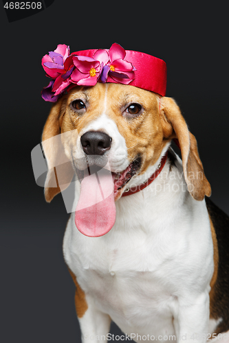 Image of beautiful beagle dog in pink hat