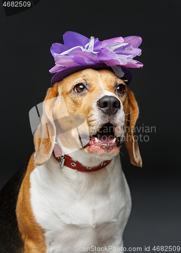 Image of beautiful beagle dog in pink hat